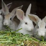 Élevage de Lapins : La Cuniculture, une Activité Rentable et Durable