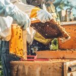 les étapes essentiels de l’apiculture