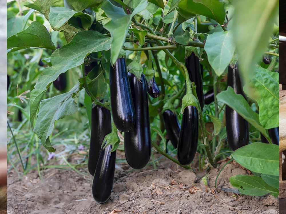 -	Aubergines